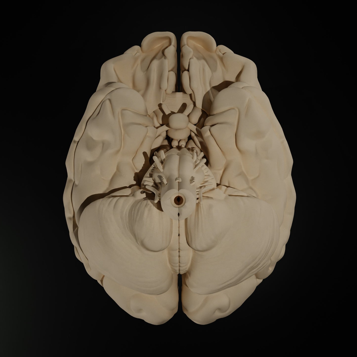 Cerveau Humain Eduprint
