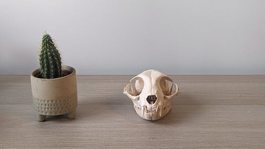 Cat skull