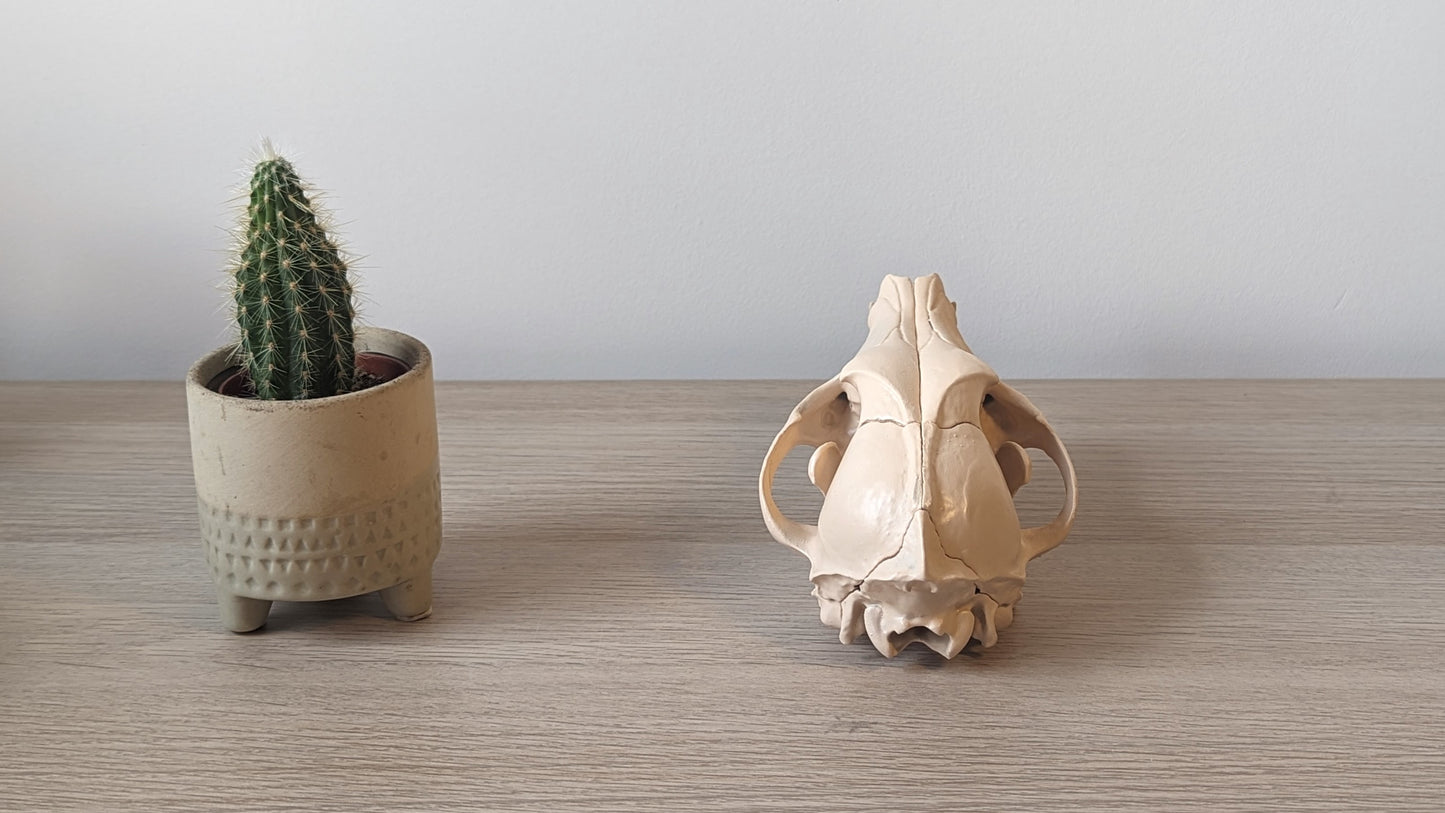 Dog skull