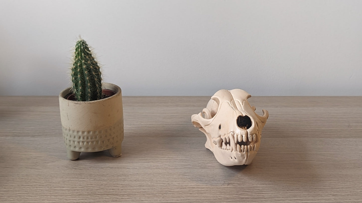 Dog skull