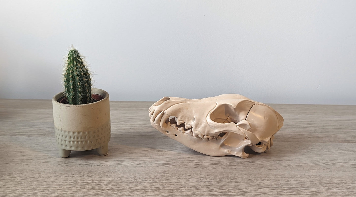 Dog skull
