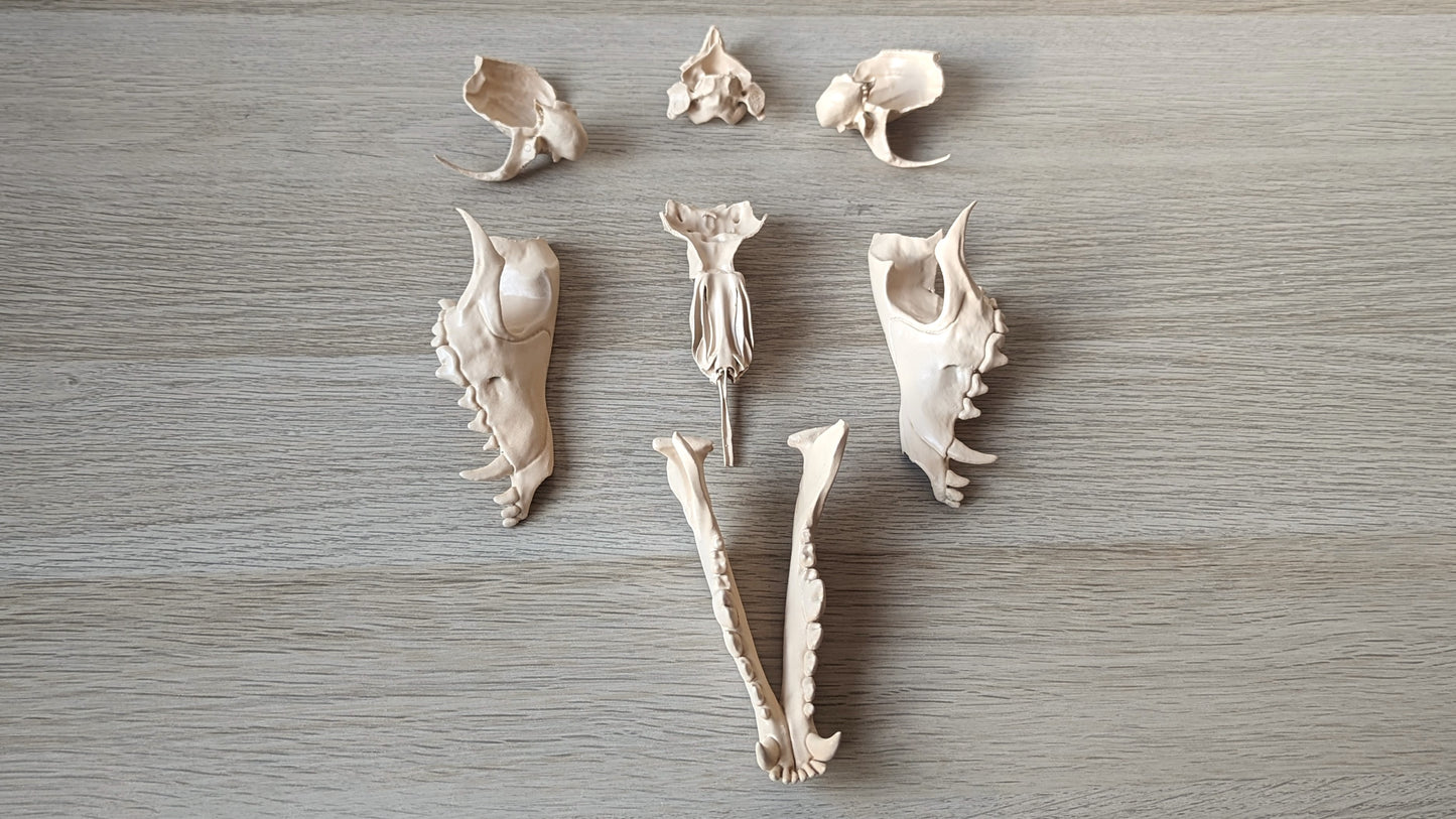 Dog skull