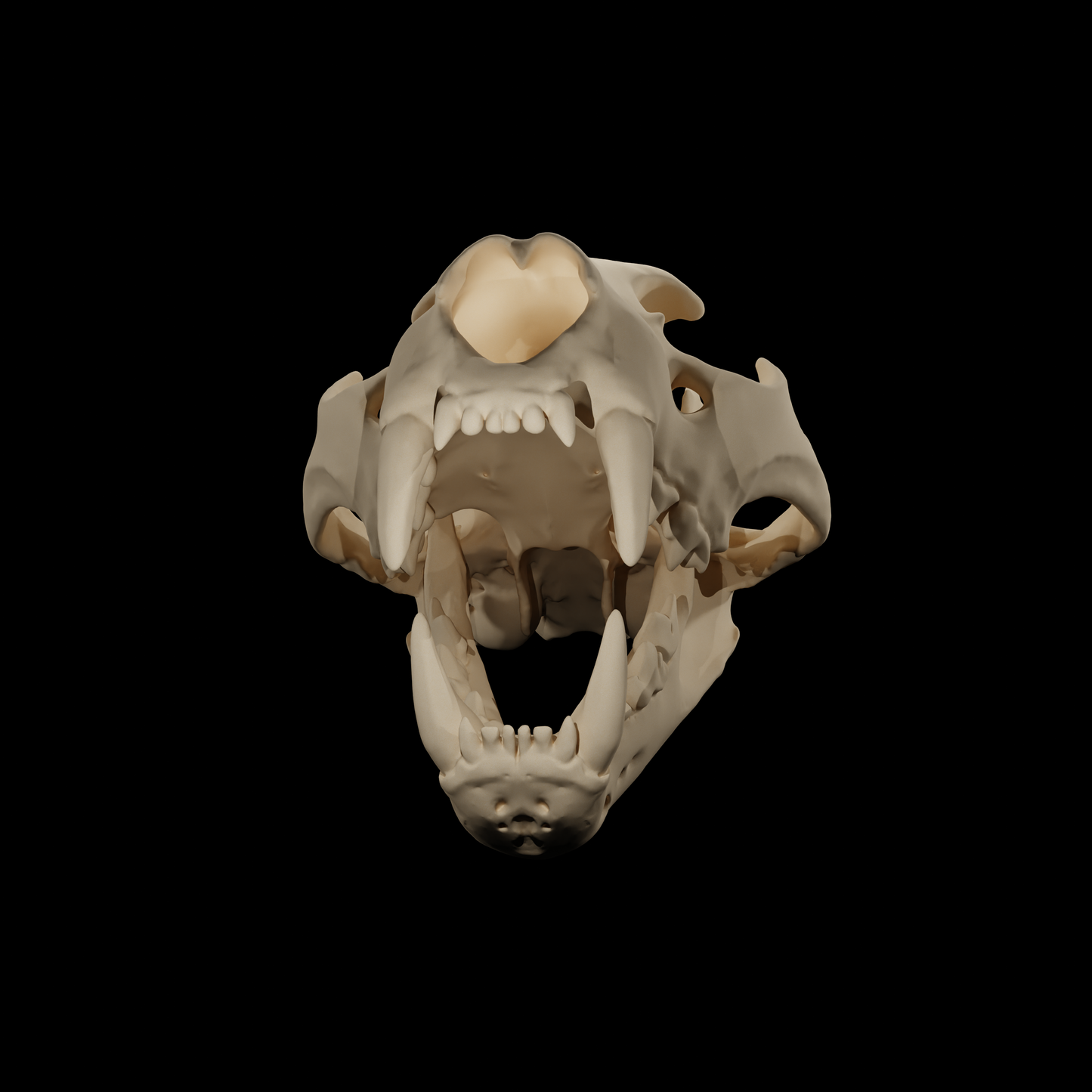 Leopard skull