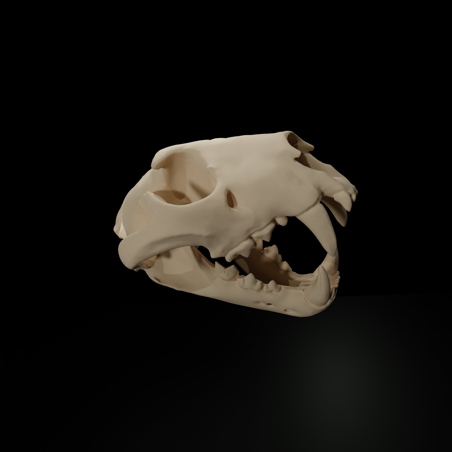 Leopard skull