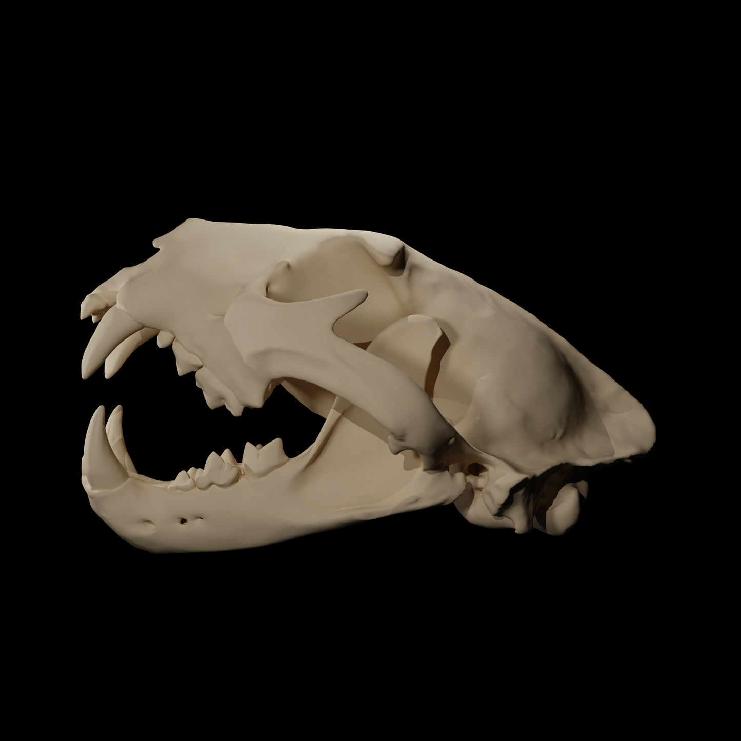 Leopard skull