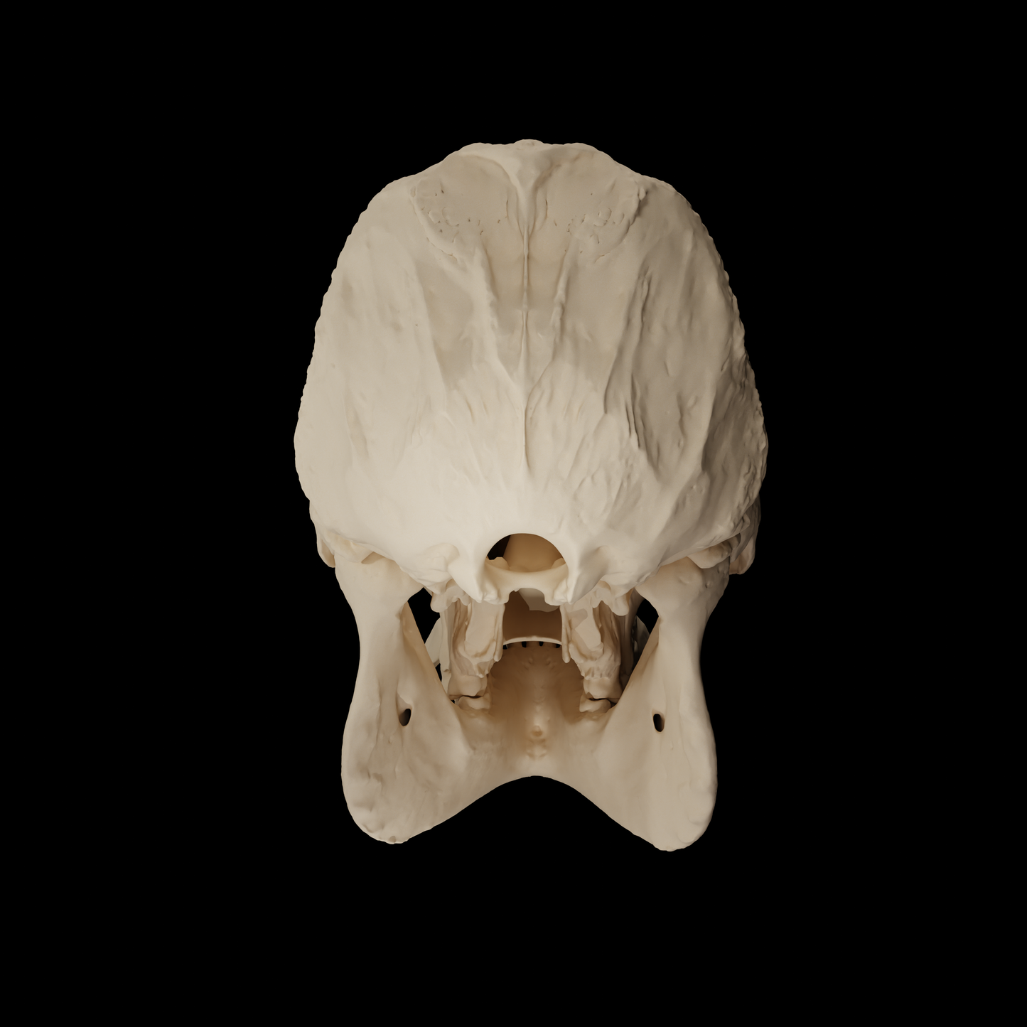 Crâne de Gorille - Gorilla Beringei