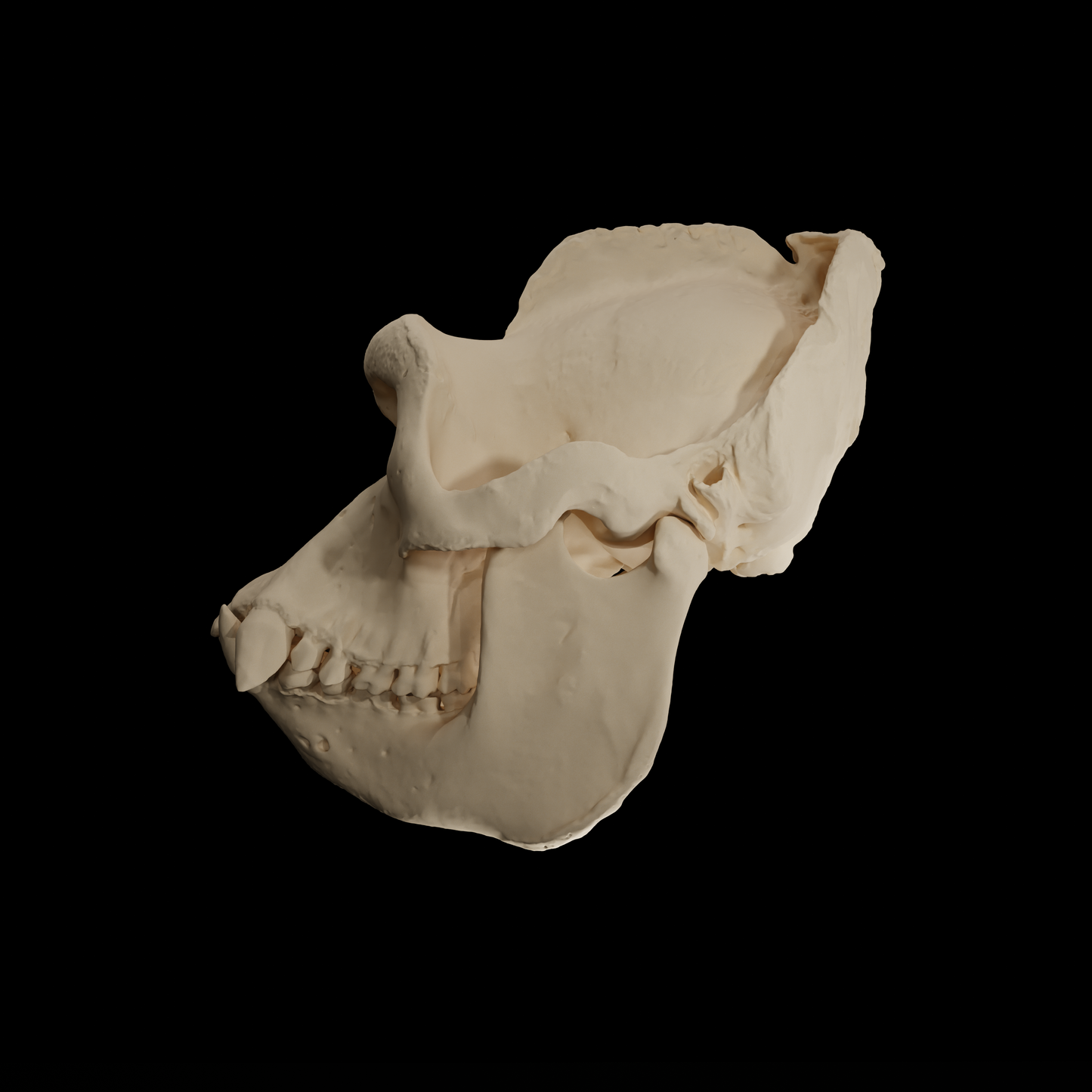 Crâne de Gorille - Gorilla Beringei