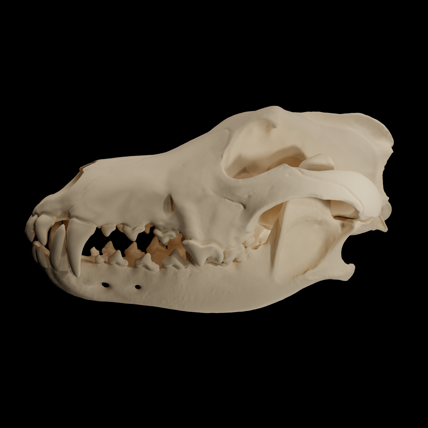 Crâne de Loup