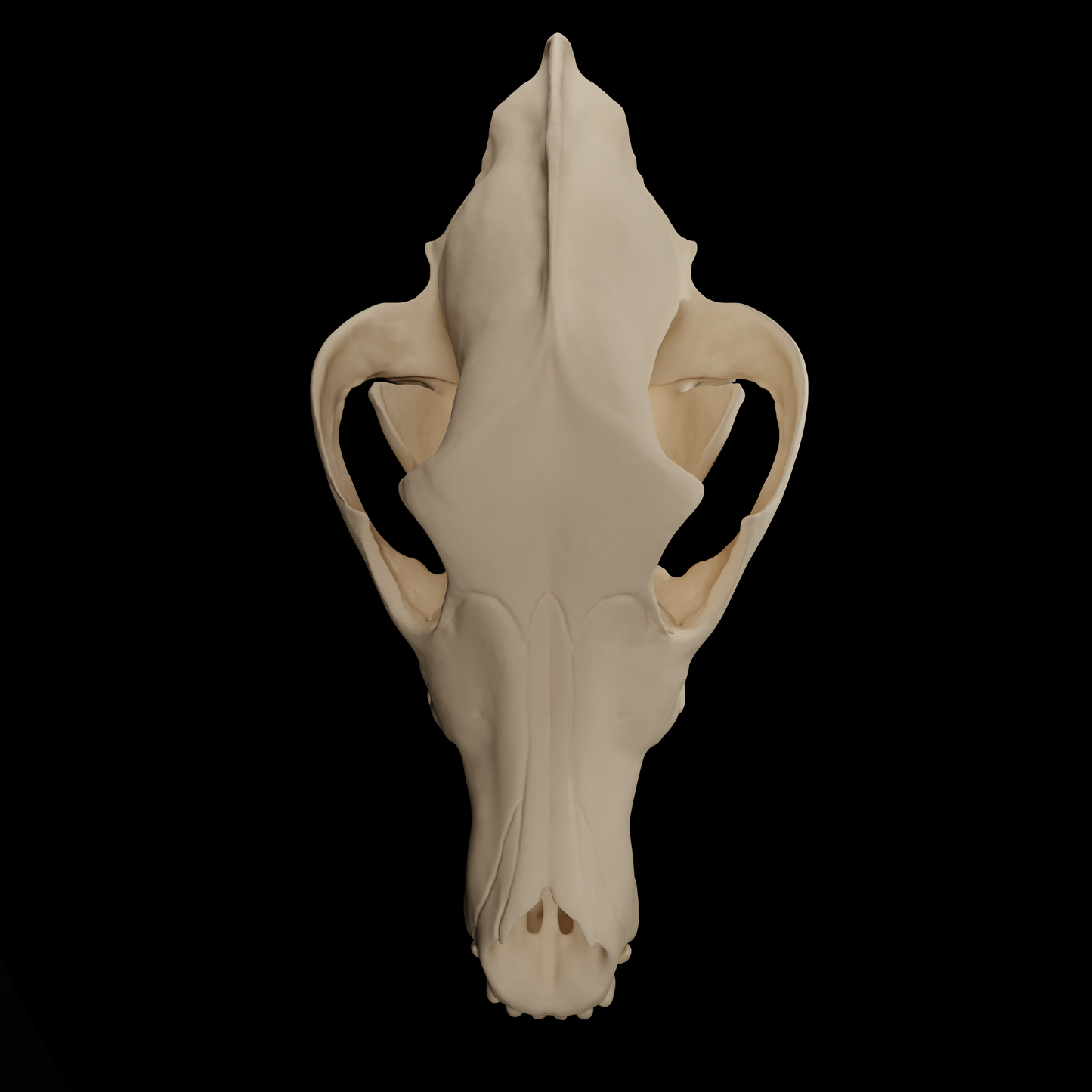 Crâne de Loup