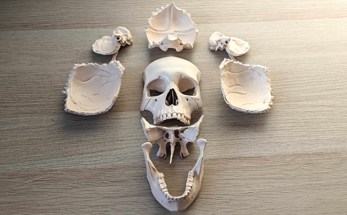 Human Skull 22 pieces