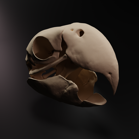 Parrot Skull (Ara Macao)