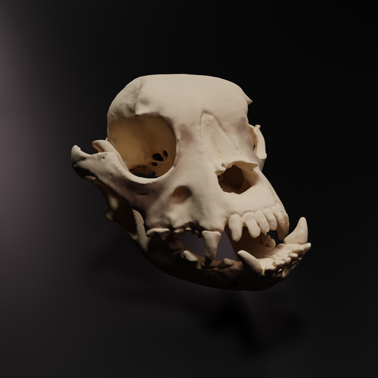 Bulldog Skull