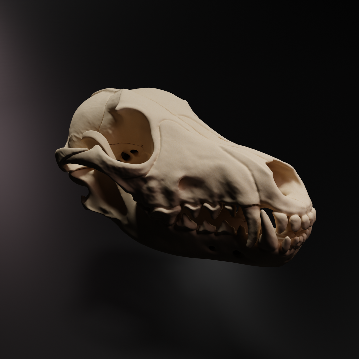 Dog skull