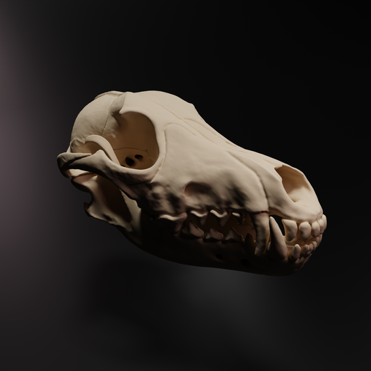 Dog skull