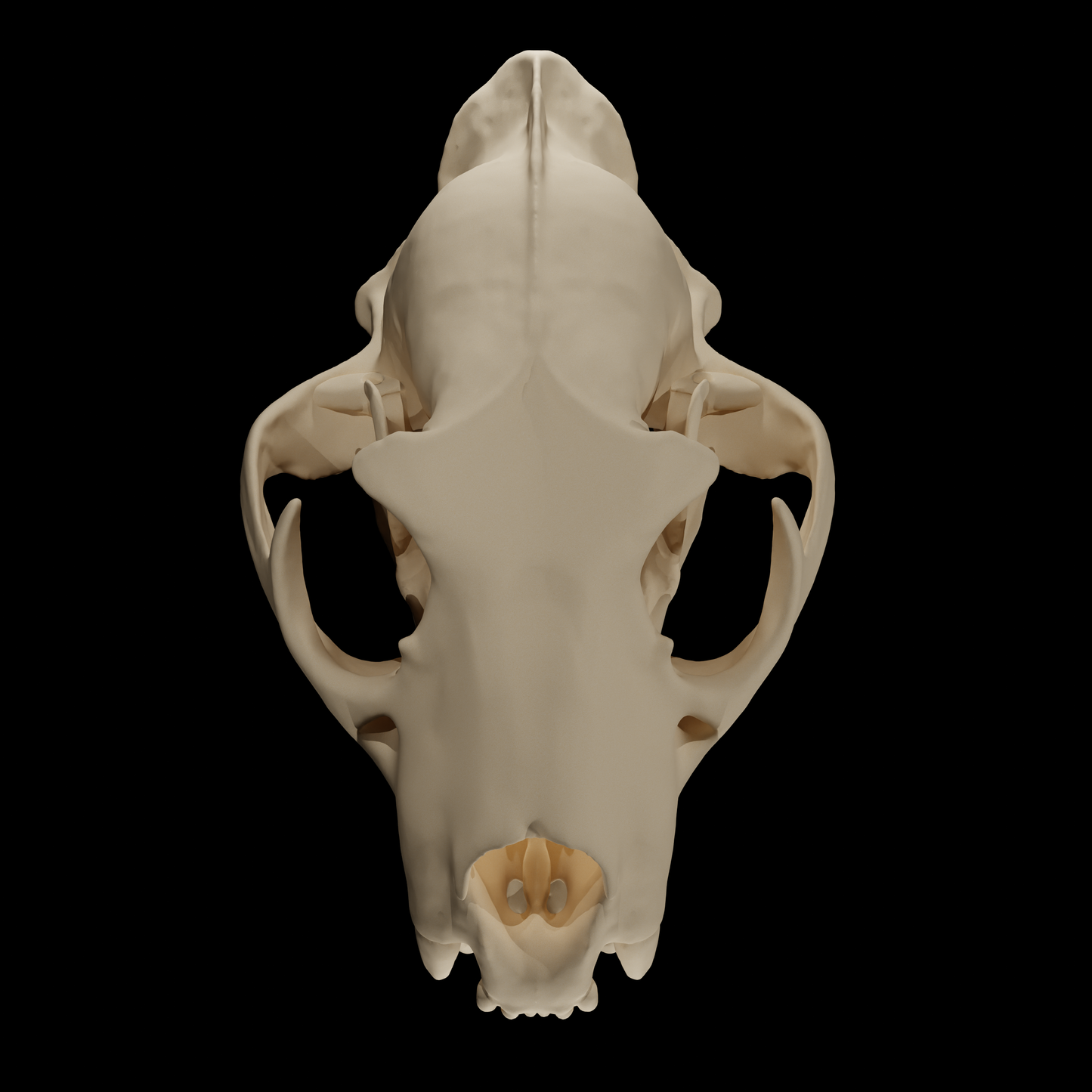 Leopard skull