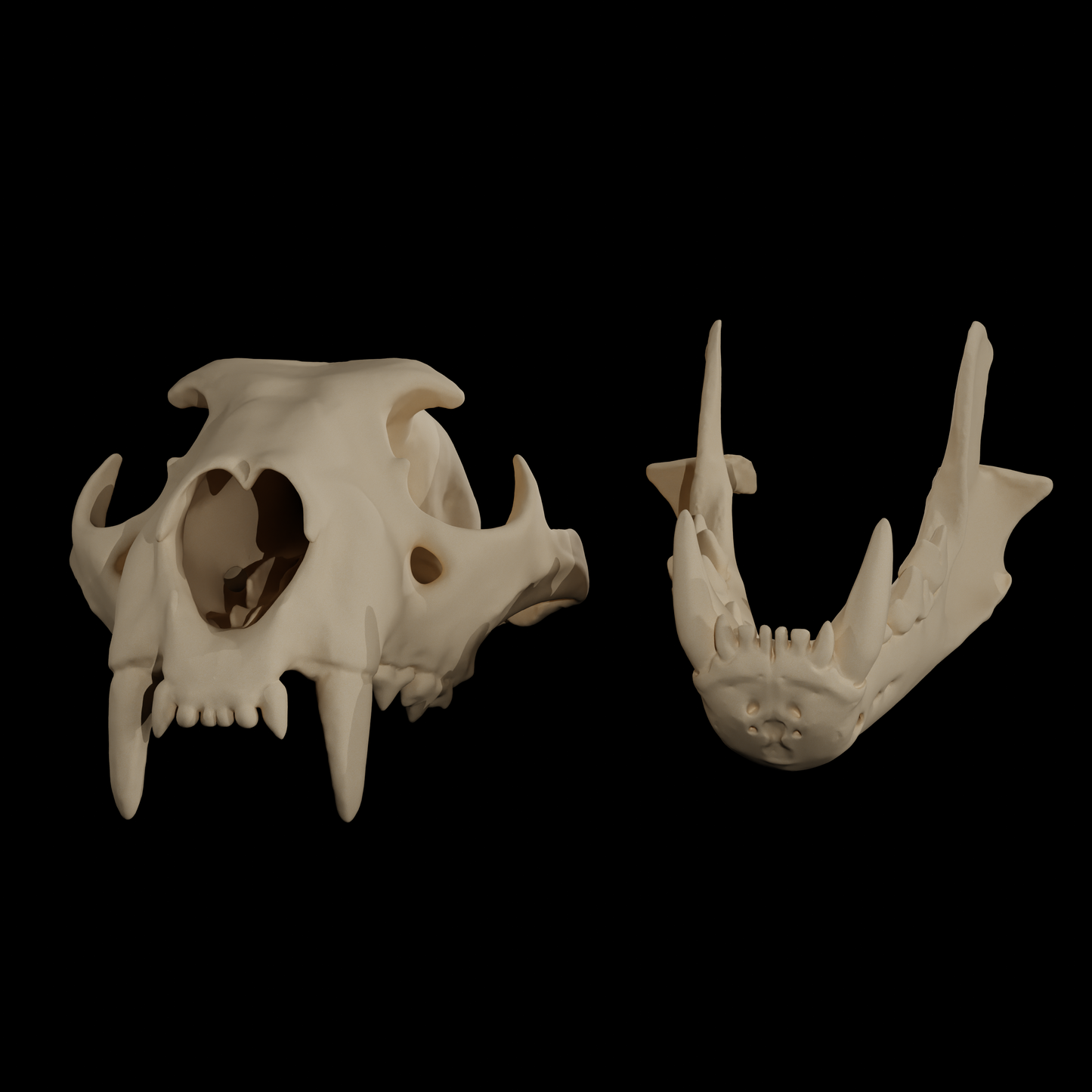 Leopard skull