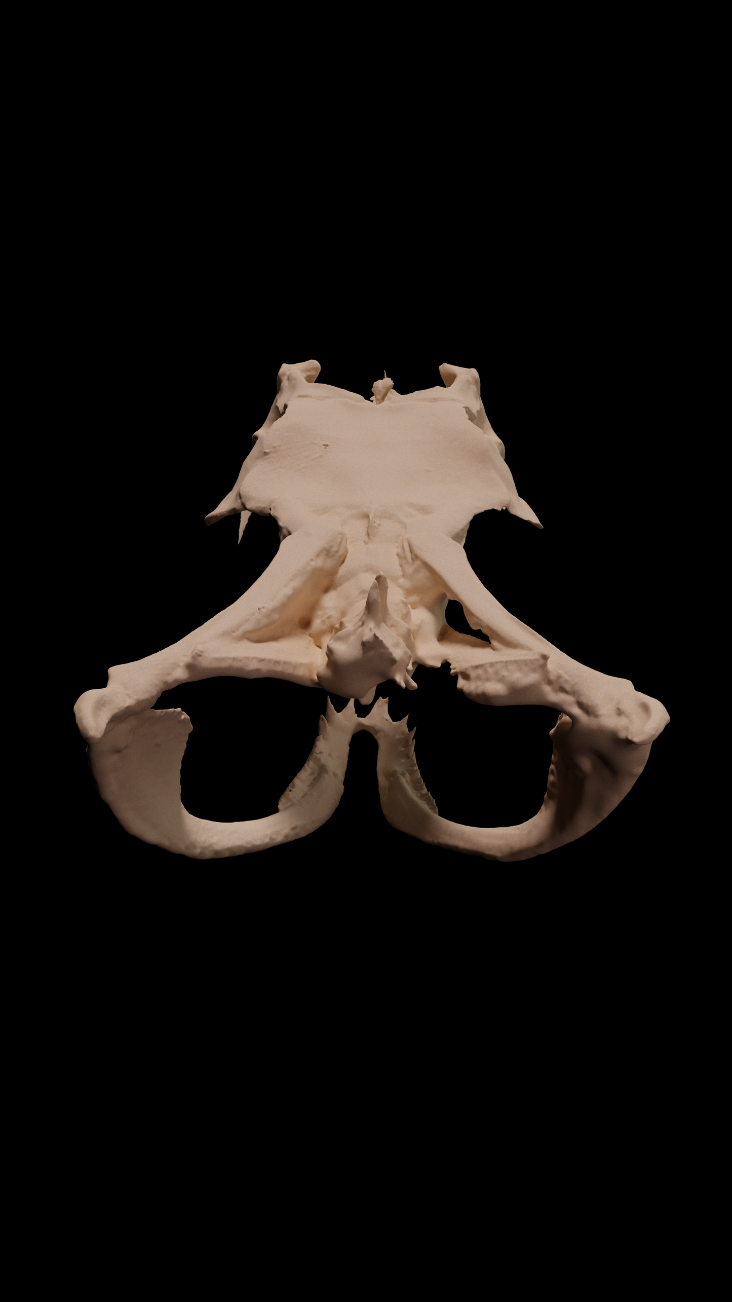 Gaboon viper skull - Eduprint