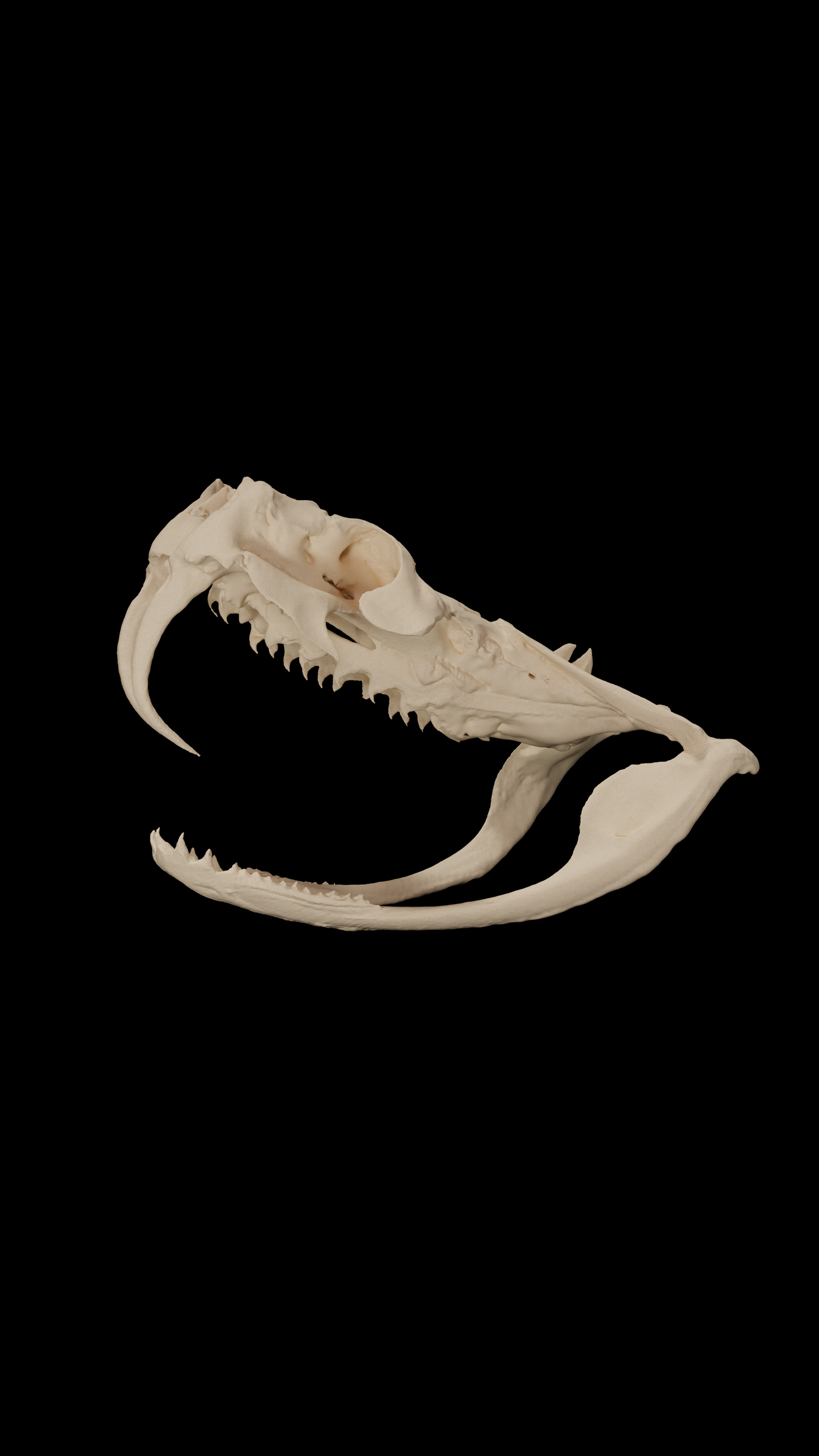 Gaboon viper skull - Eduprint