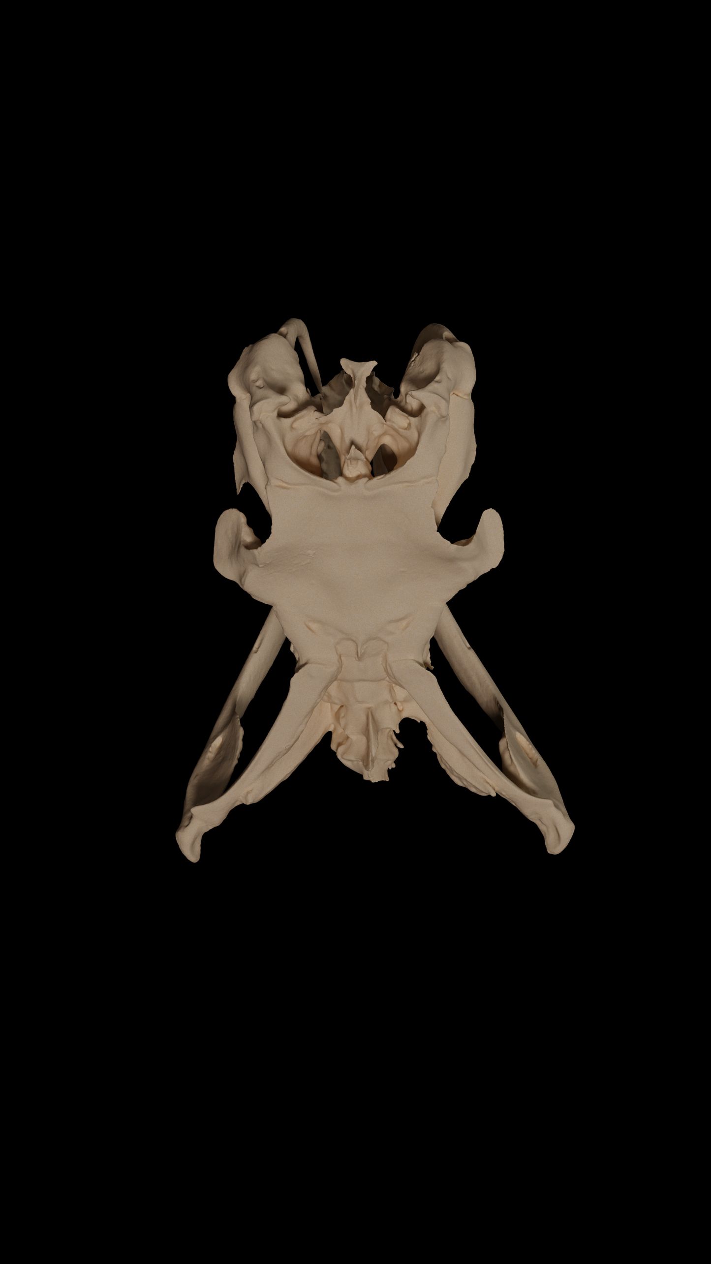 Gaboon viper skull - Eduprint