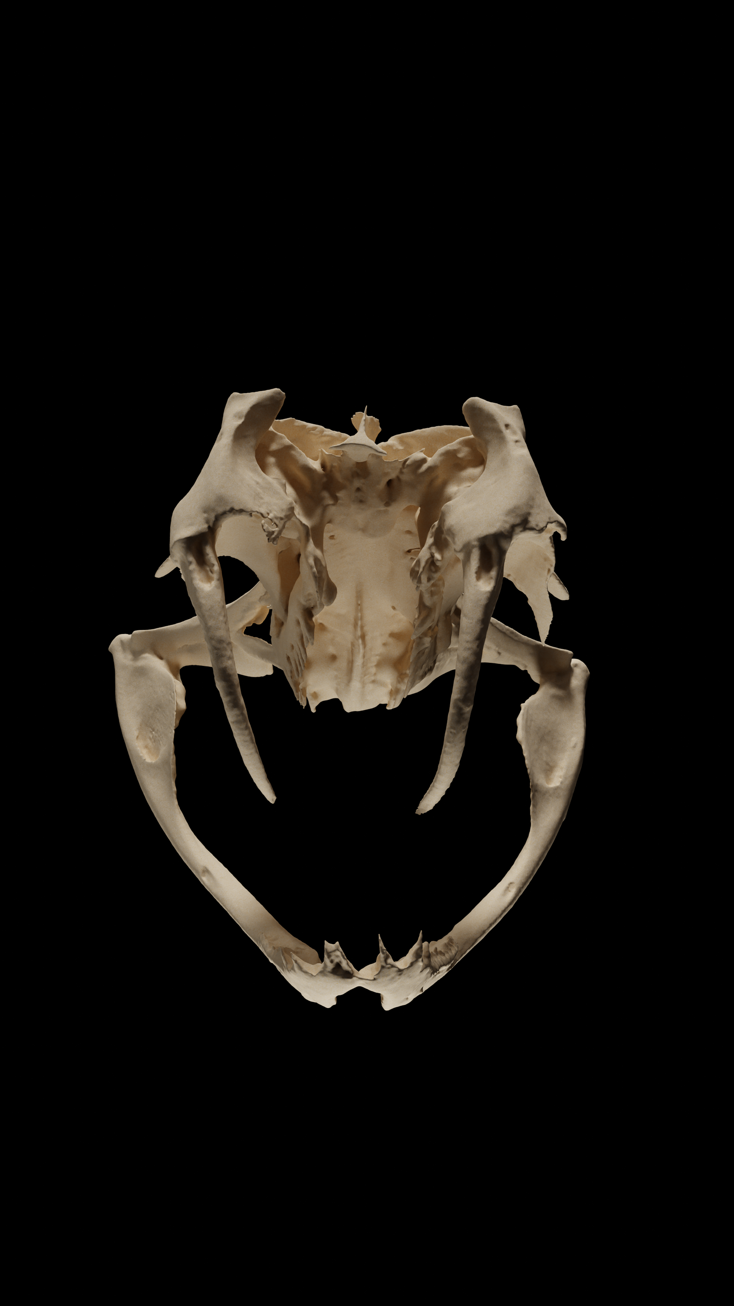 Gaboon viper skull - Eduprint