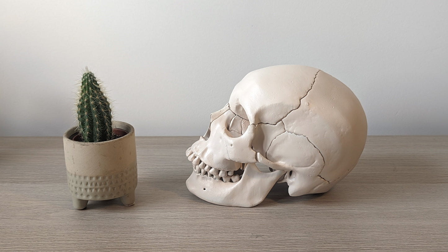 Human Skull 22 pieces