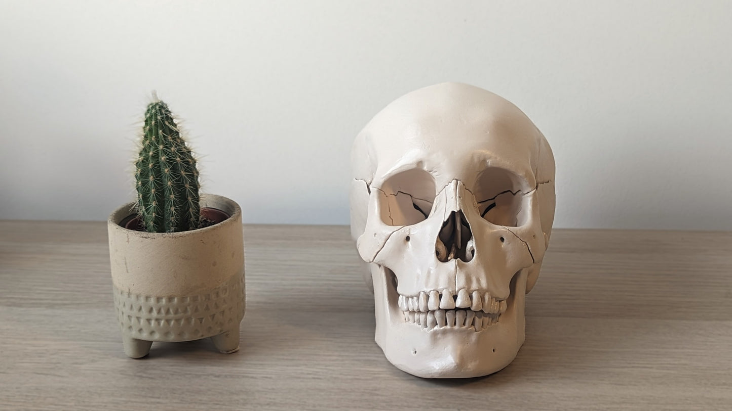 Human Skull 22 pieces