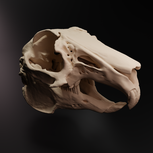 Rabbit Skull