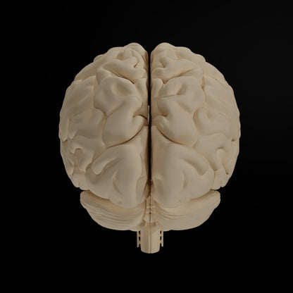 Cerveau Humain Eduprint