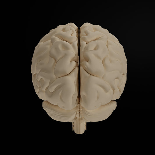 Cerveau Humain Eduprint