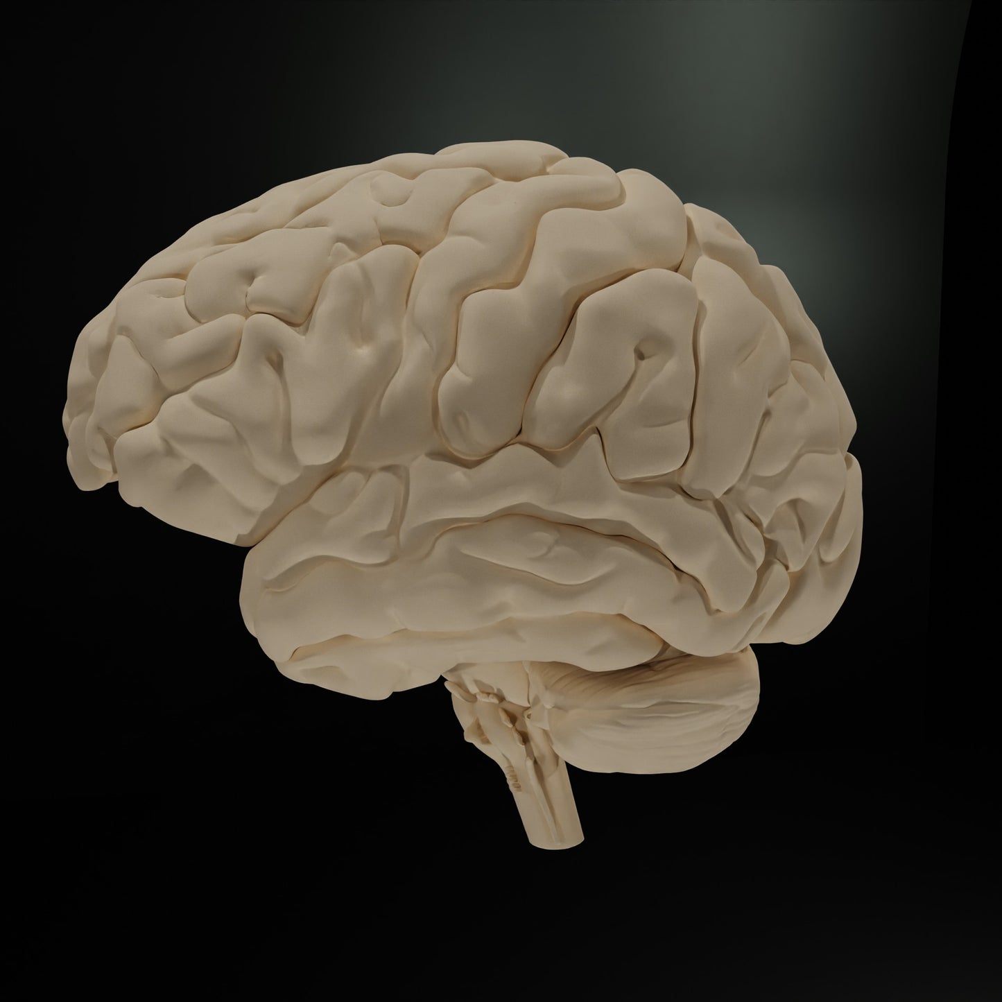 Cerveau Humain Eduprint