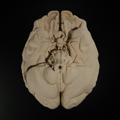 Cerveau Humain Eduprint