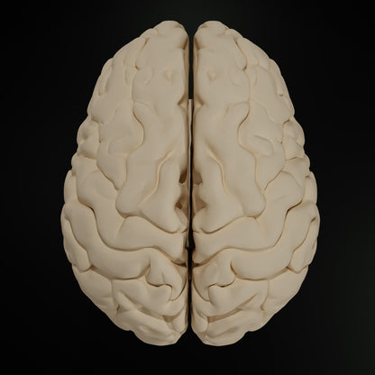 Cerveau Humain Eduprint