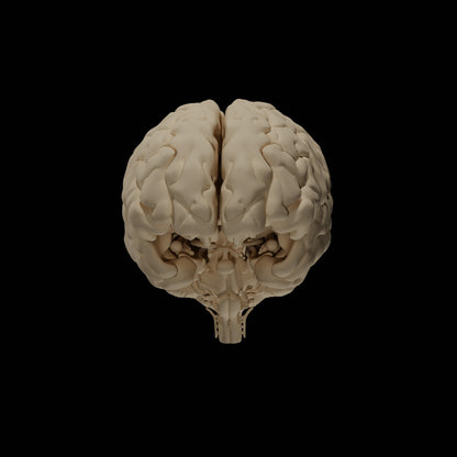 Cerveau Humain Eduprint
