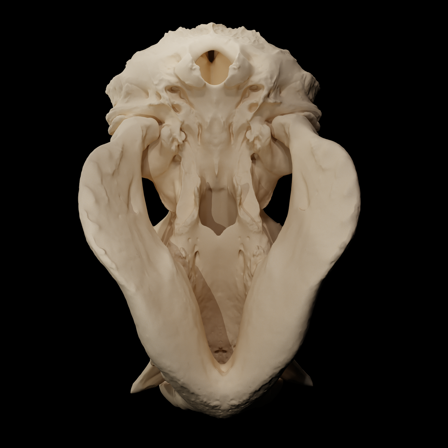 Crâne de Gorille - Gorilla Beringei