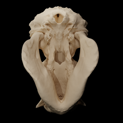 Crâne de Gorille - Gorilla Beringei