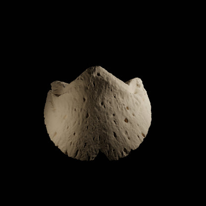 Phalanges Cheval Eduprint