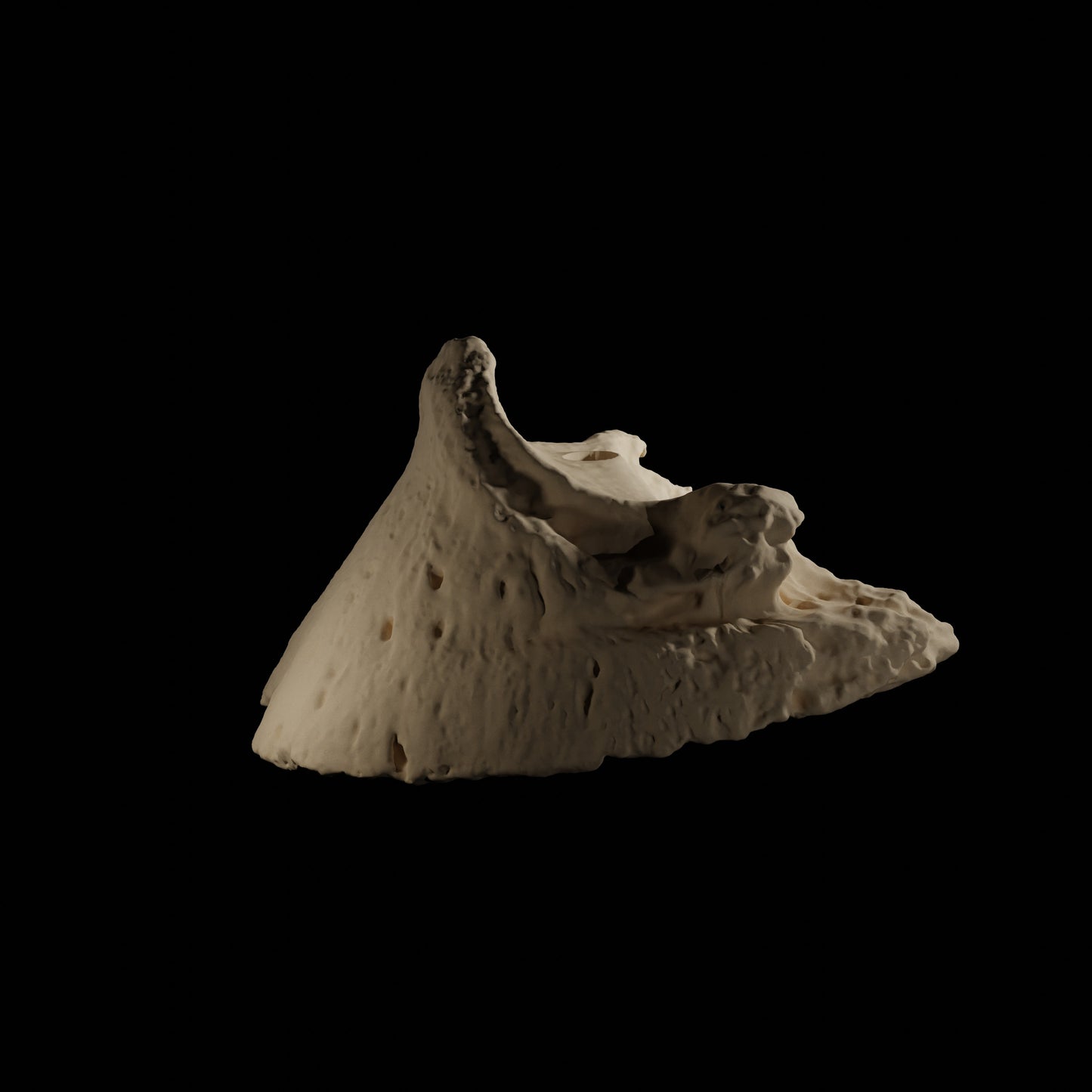 Phalanges Cheval Eduprint
