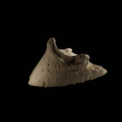 Phalanges Cheval Eduprint