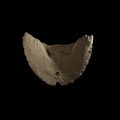 Phalanges Cheval Eduprint