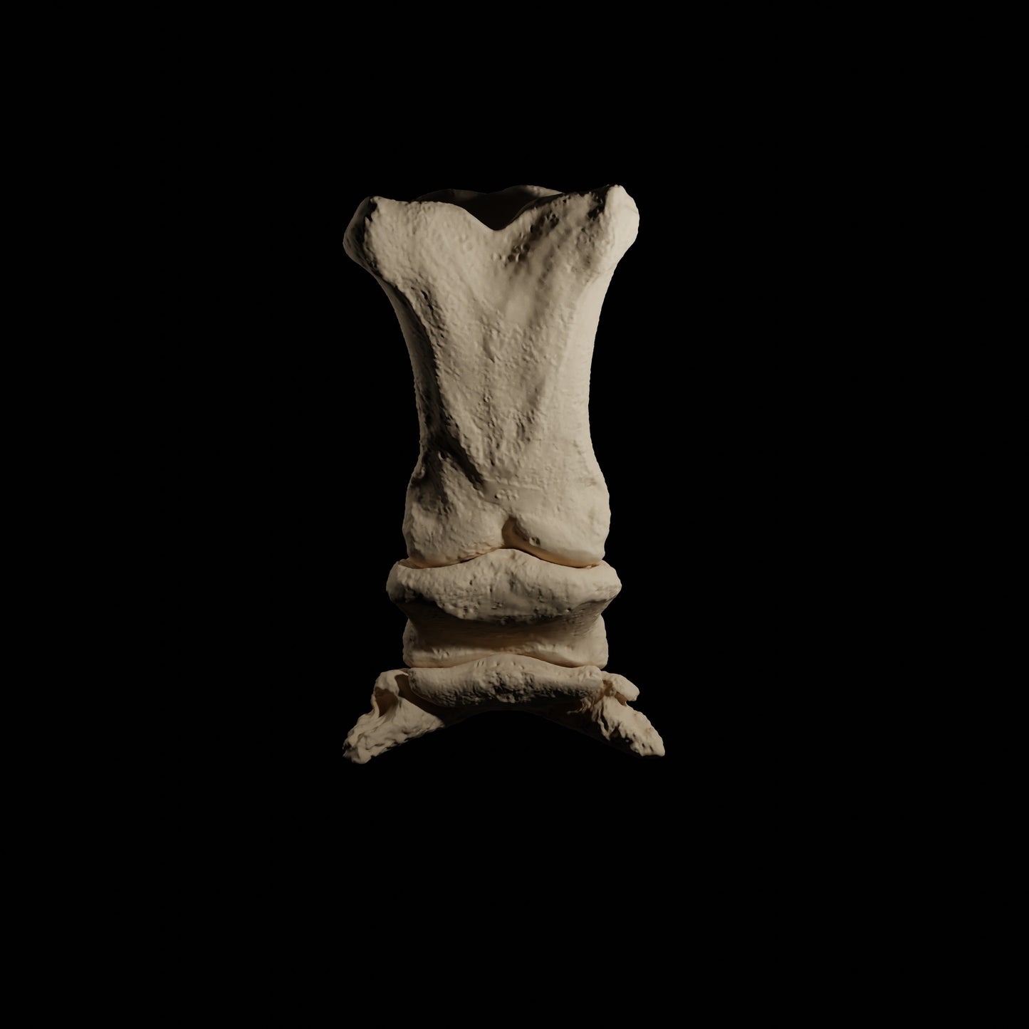 Phalanges Cheval Eduprint