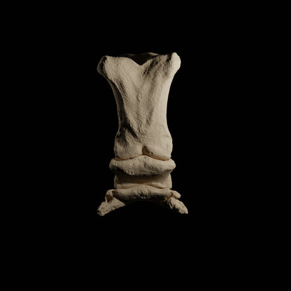 Phalanges Cheval Eduprint