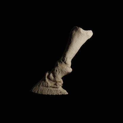 Phalanges Cheval Eduprint