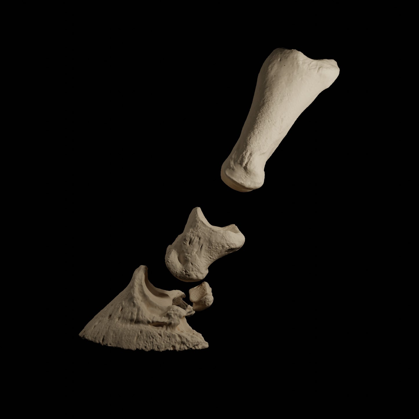 Phalanges Cheval Eduprint