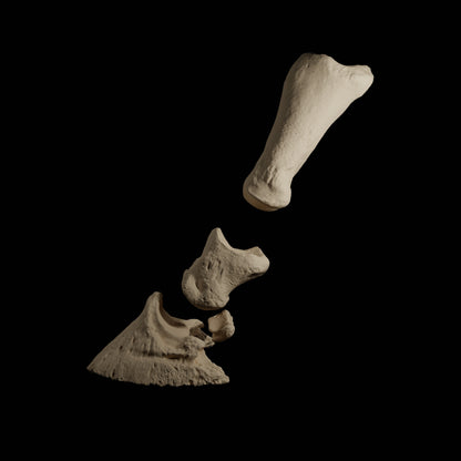 Phalanges Cheval Eduprint