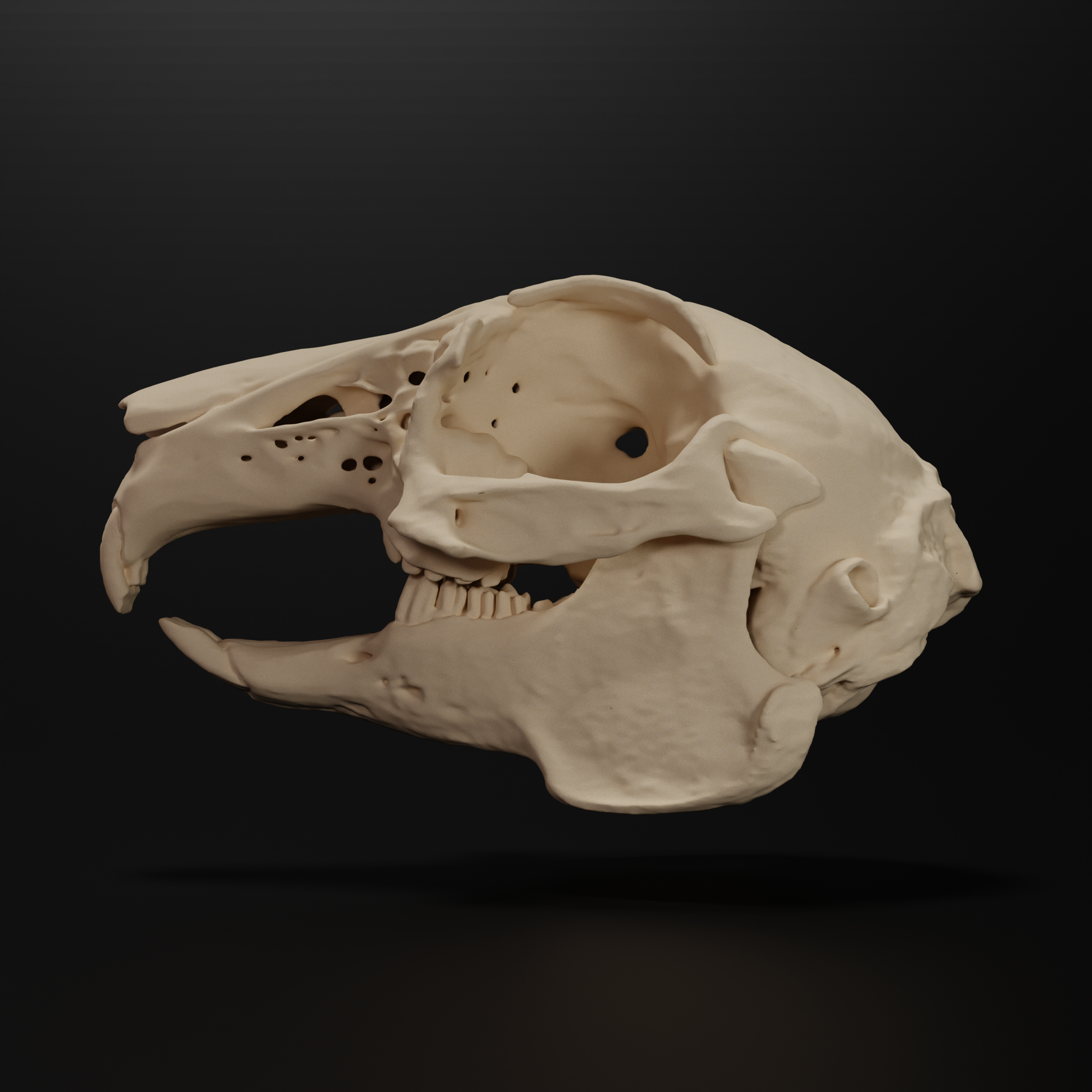 Rabbit Skull – Eduprint Rabbit Skull – Eduprint